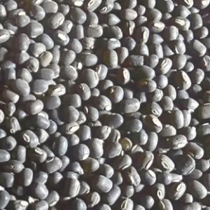 Biri | Urad Dal (ବିରି)